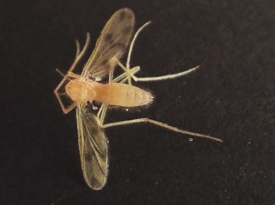 Chironomidae femmina? Molto probabile