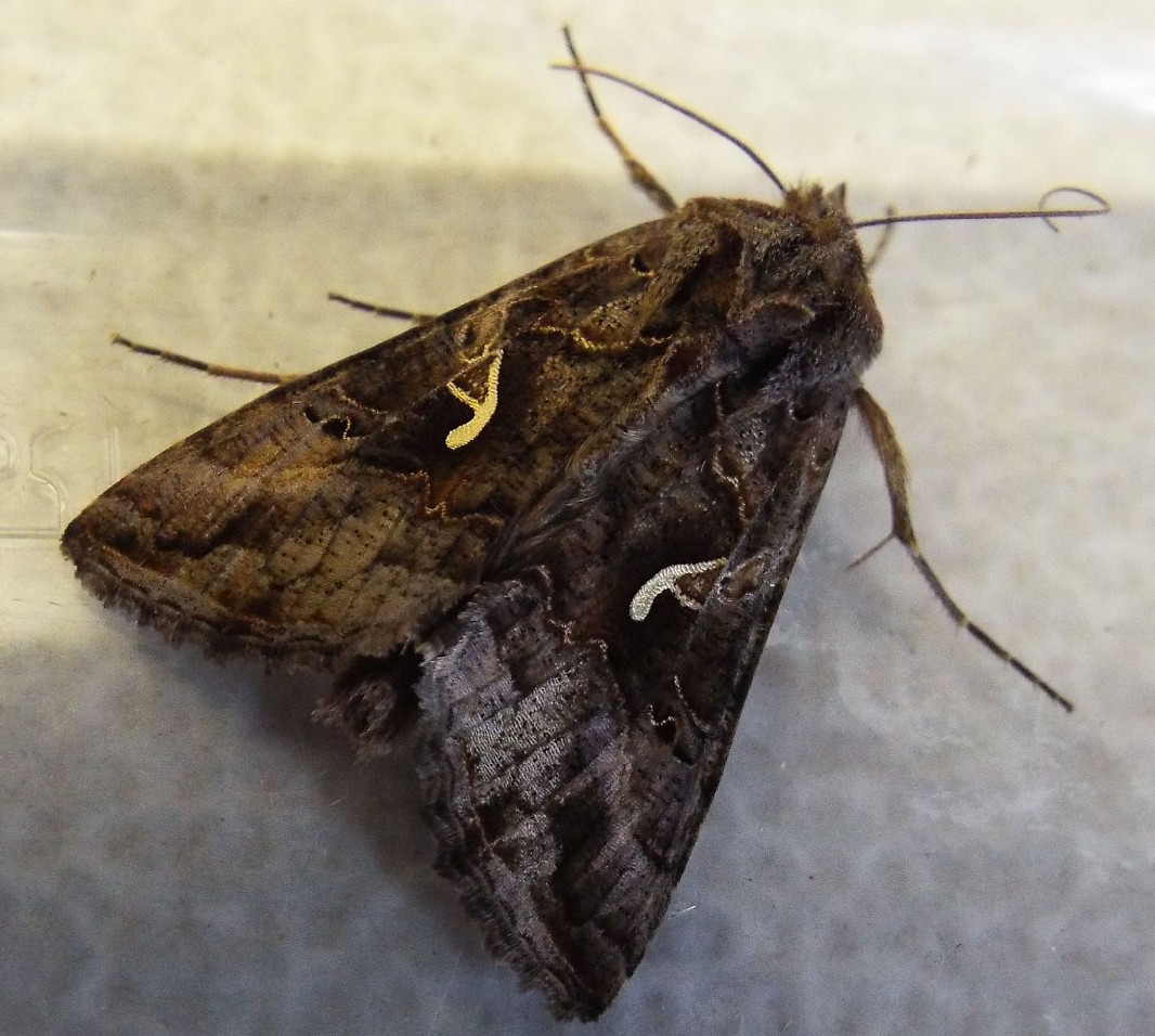 Autographa gamma (Noctuidae)