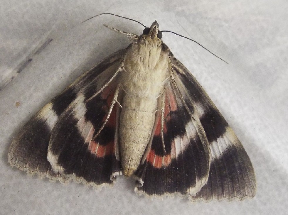 Visitatrice serale - Catocala nupta