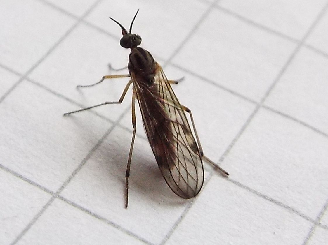 Empididae?  No, Anisopodidae: Sylvicola sp.