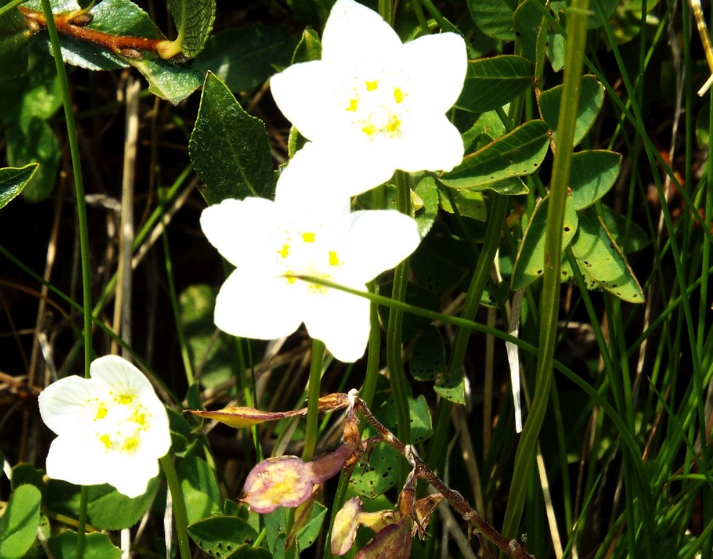 Parnassia palustris