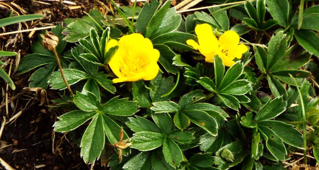 Potentilla cfr. aurea (Rosaceae)