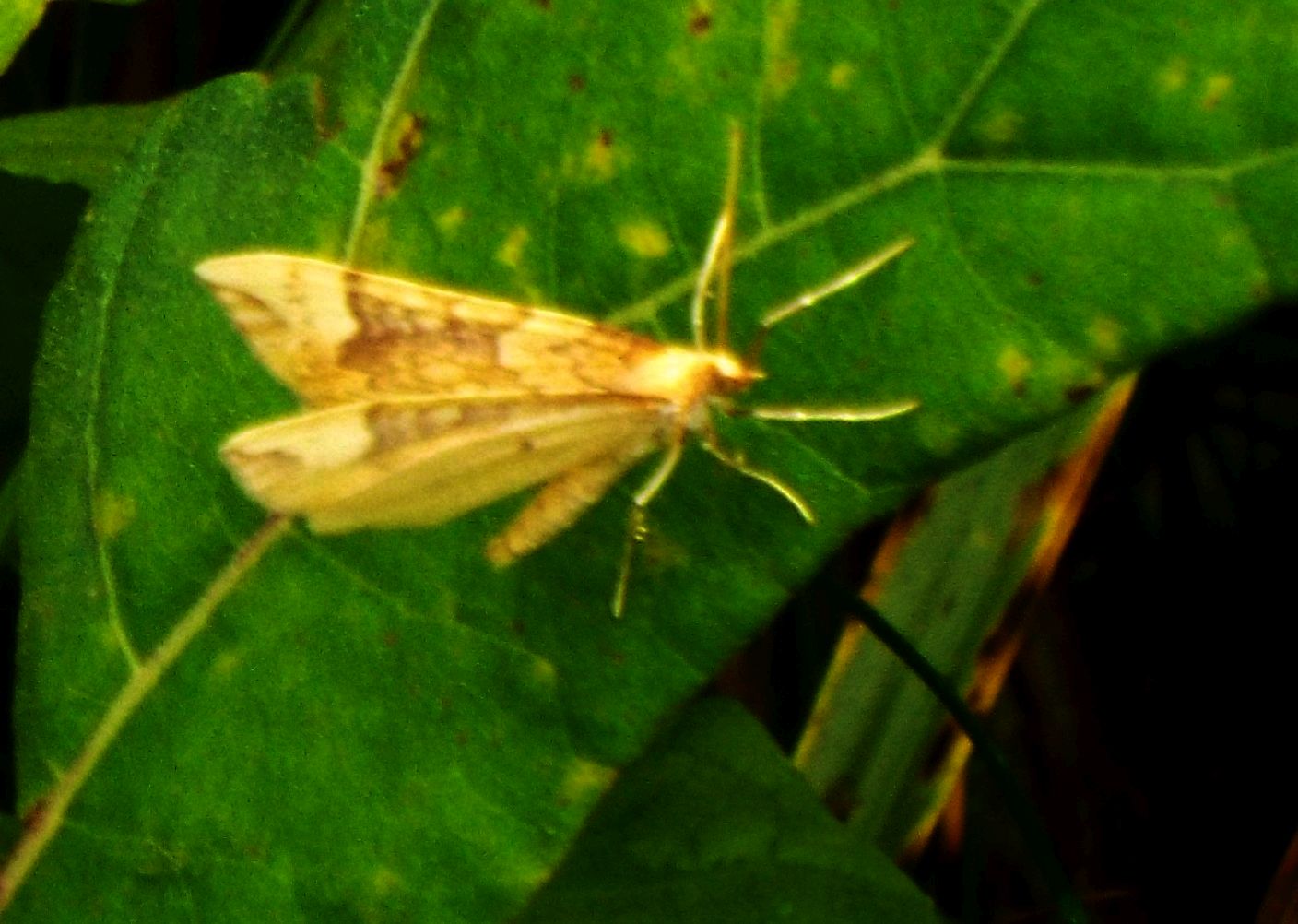 Farfalla da identificare - Eulithis populata