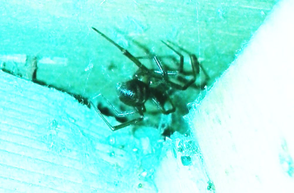 Steatoda grossa - Paestum (SA)