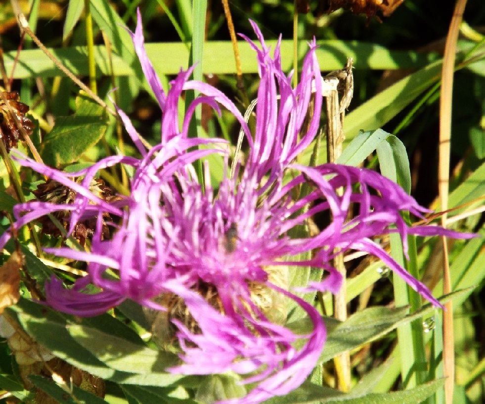 Centaurea nervosa