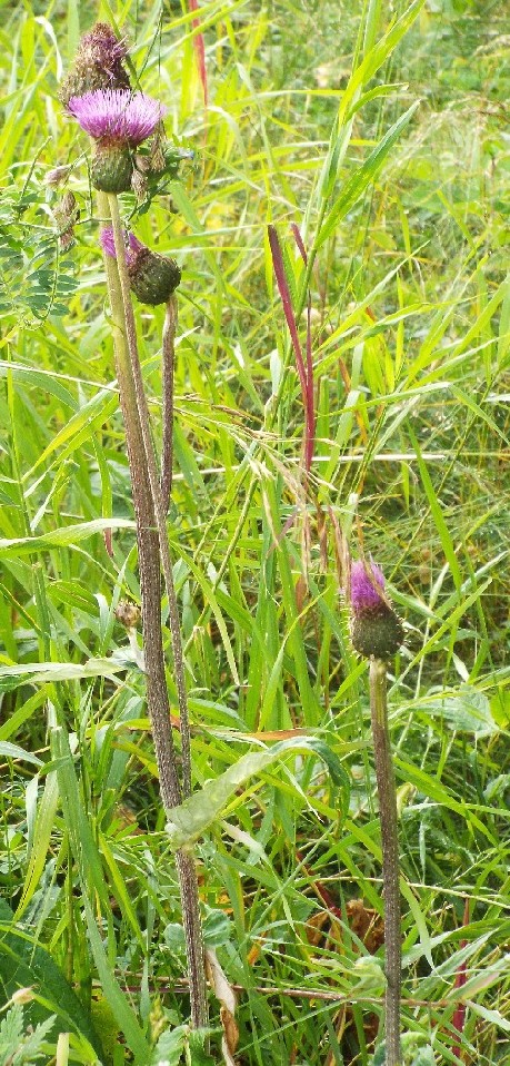 Cirsium heterophyllum