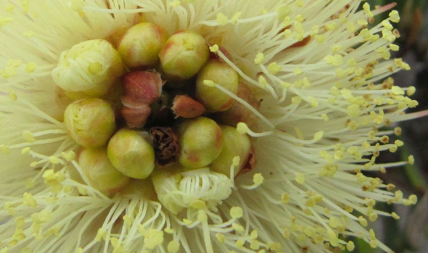 Melaleuca sp. sensu Craven - (Myrtaceae) Australia (WA)