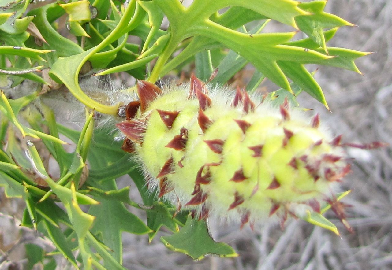 Petrophile macrostachya (Proteaceae)  - Australia (WA)