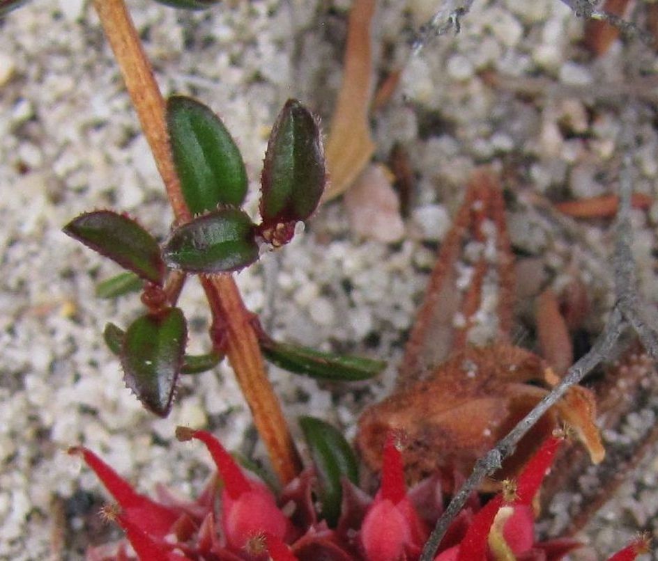 Darwinia virescens (Myrtaceae) Australia (WA)