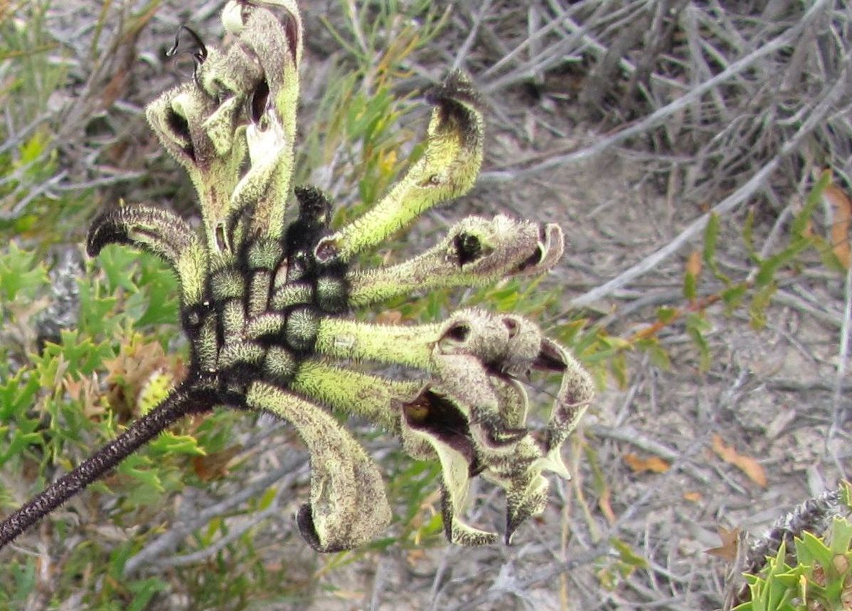 Macropidia fuliginosa (Haemodoraceae) Australia (WA)