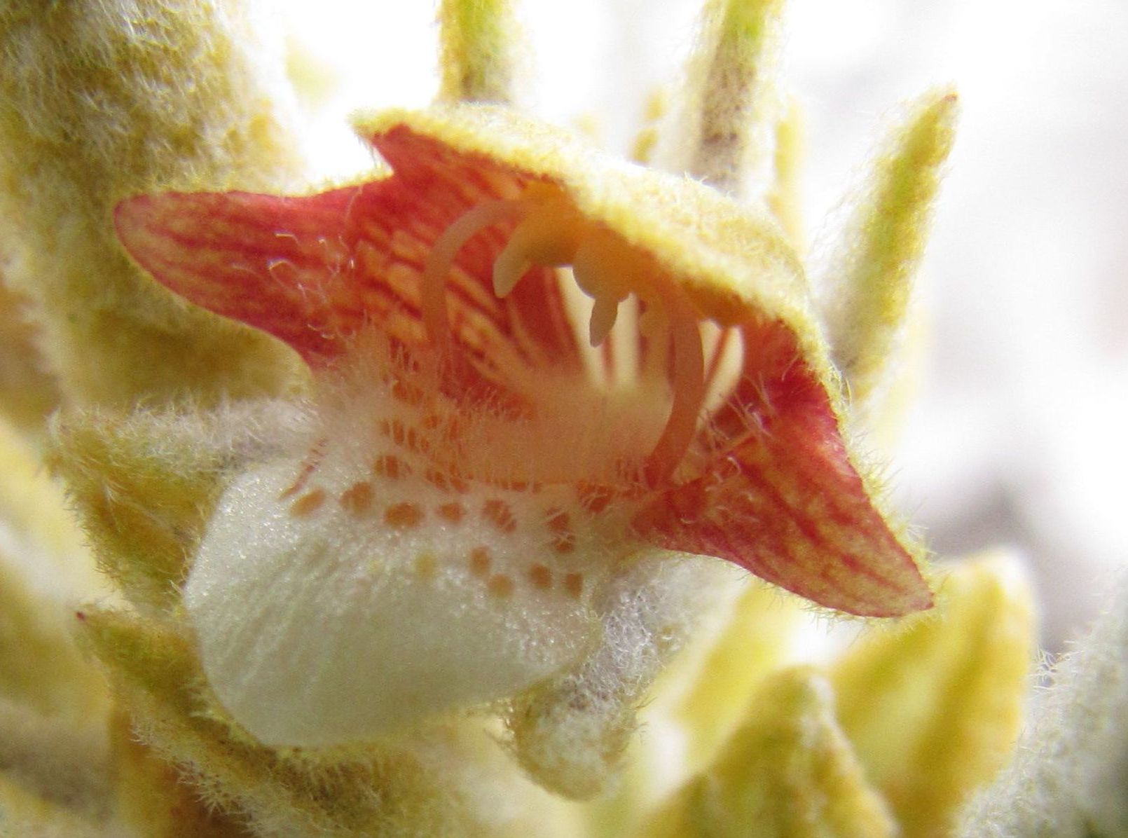 Pityrodia verbascina  (Lamiaceae) - Australai (WA)