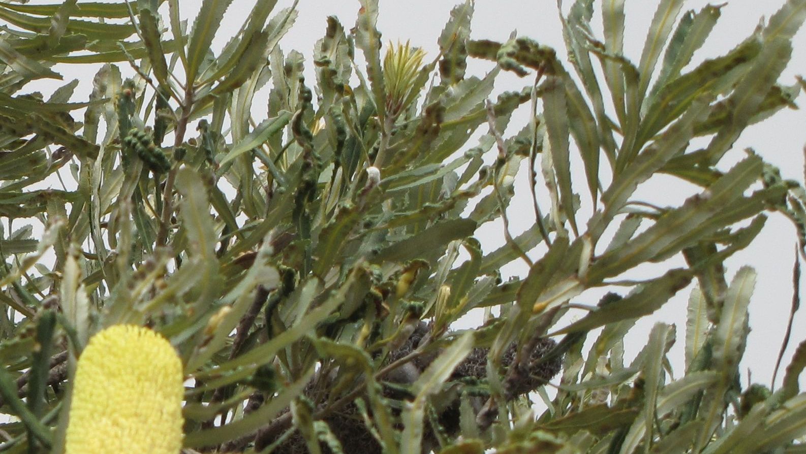 Banksia attenuata (Proteaceae) - Australia (WA)