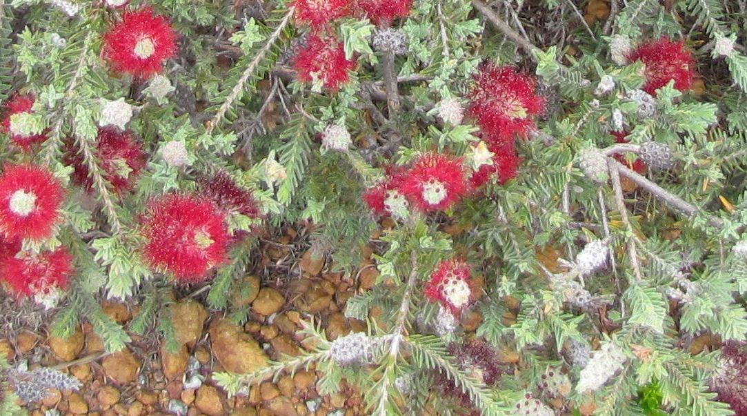 Melaleuca sp. sensu Craven (Myrtaceae) Australia (WA)