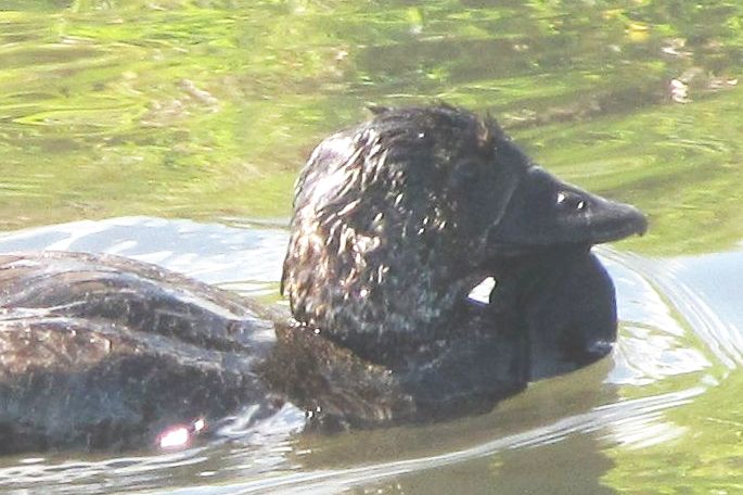 strana anatra australiana: Biziura lobata (Anatra muschiata)