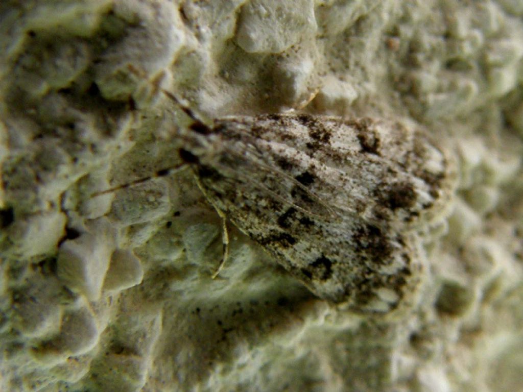 Crambidae: cfr. Eudonis sp.