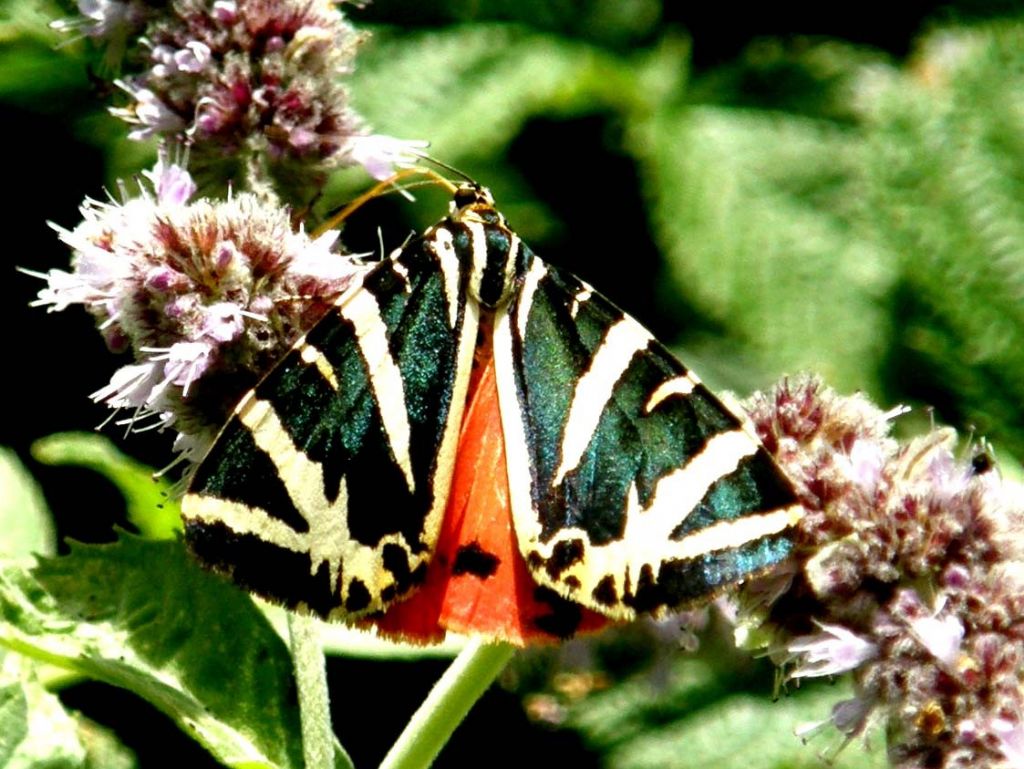 Farfalla...bianconera