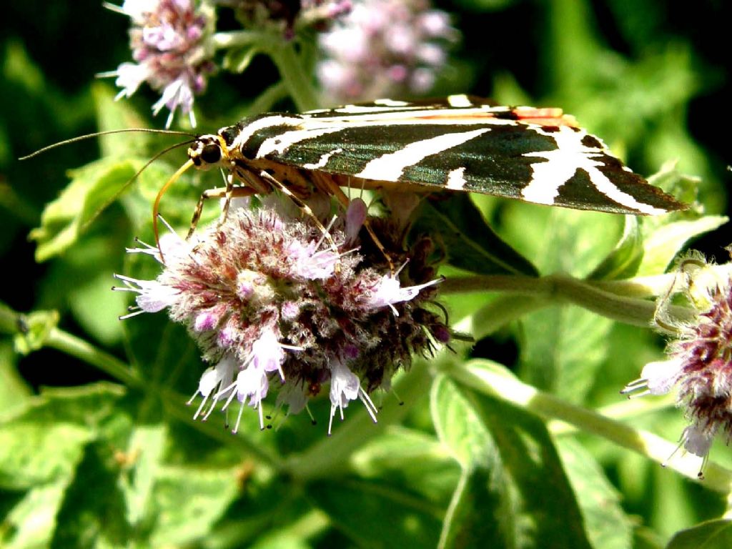 Farfalla...bianconera