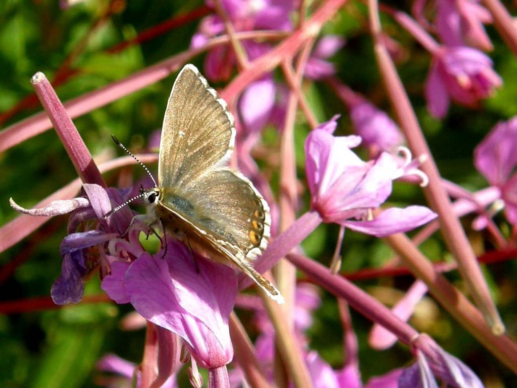 Lycenidae da identificare