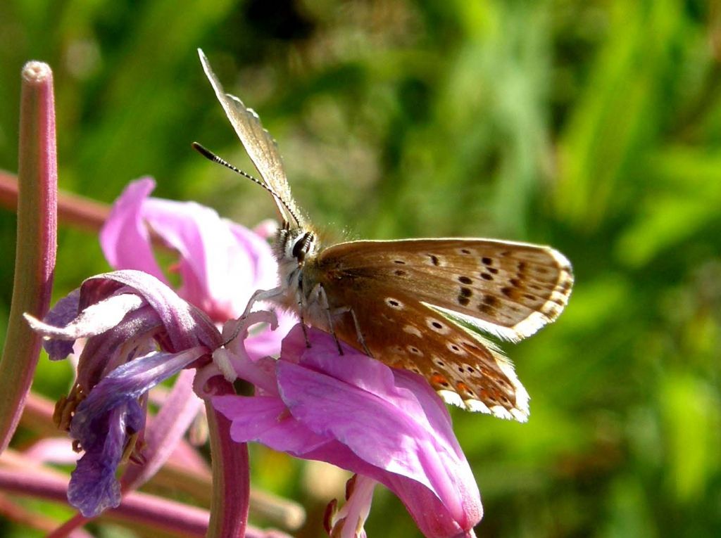 Lycenidae da identificare