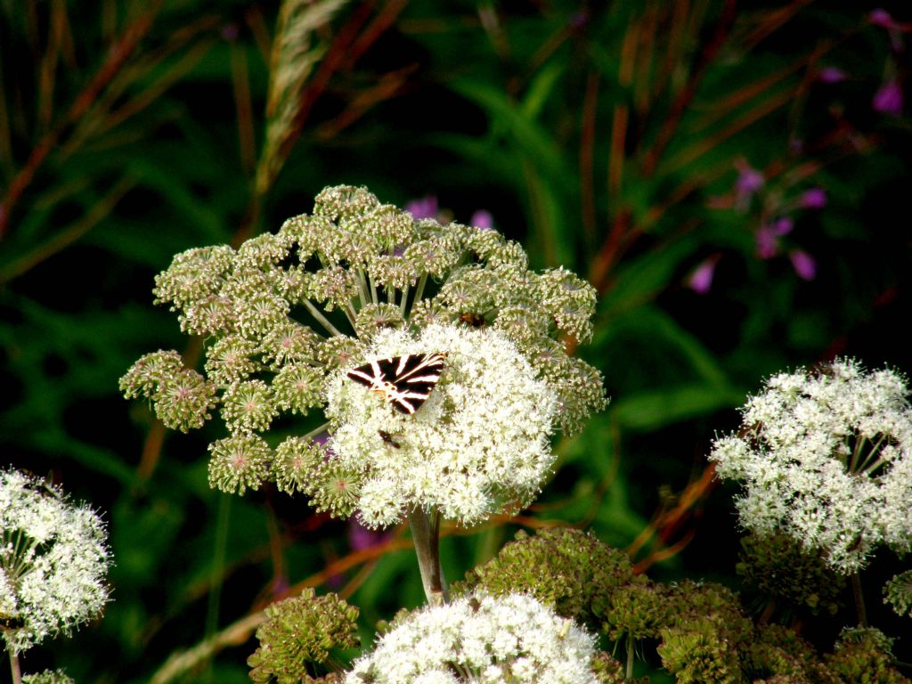 Farfalla...bianconera