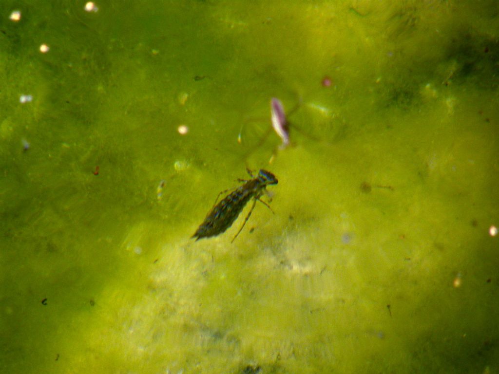 E'' una larva? s, Aeshna cyanea