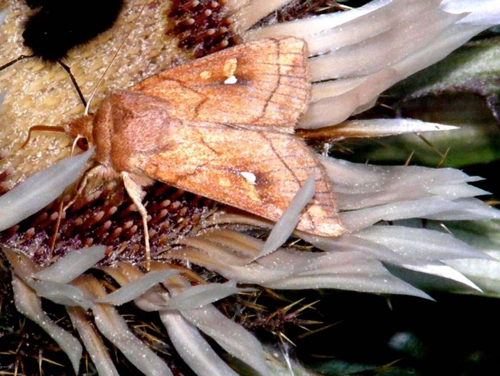 Farfalla su fiore di Carlina acaulis