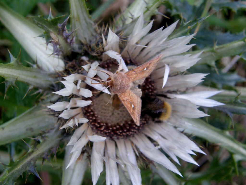 Farfalla su fiore di Carlina acaulis