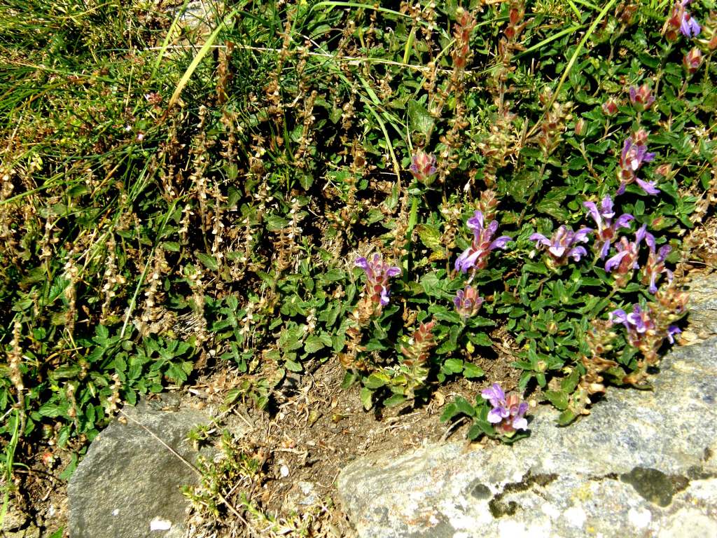 Labiatae da identificare - Scutellaria alpina