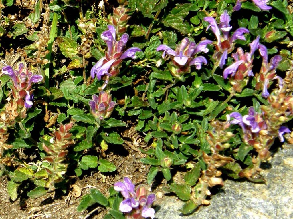 Labiatae da identificare - Scutellaria alpina