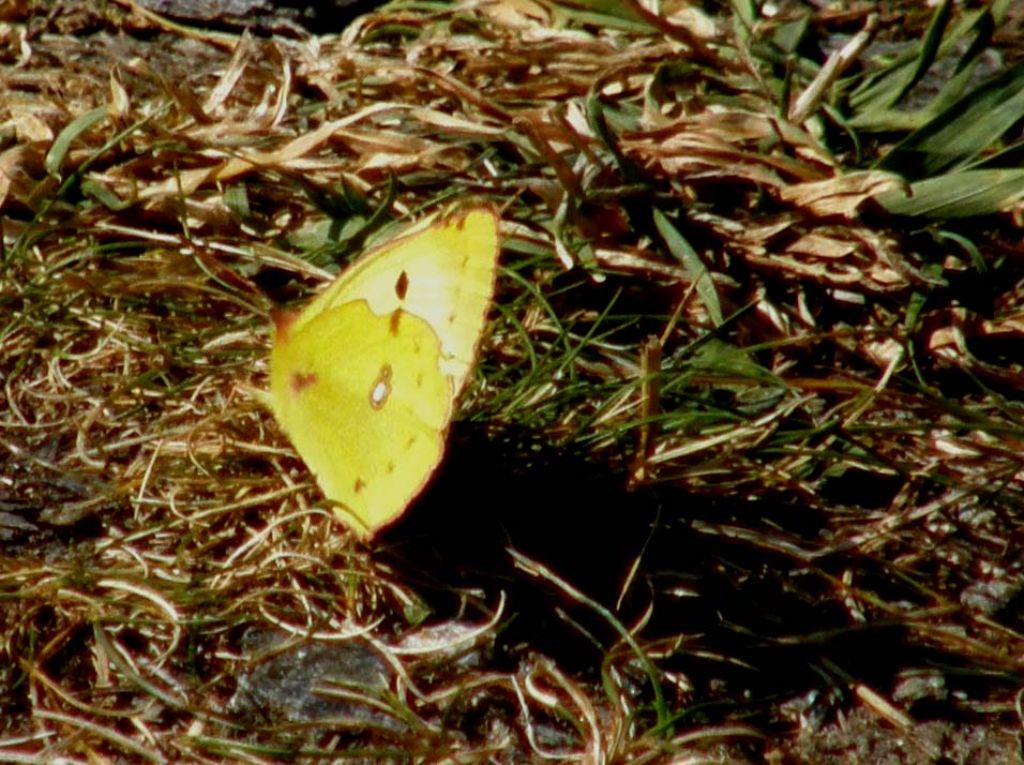 Pieridae da identificare