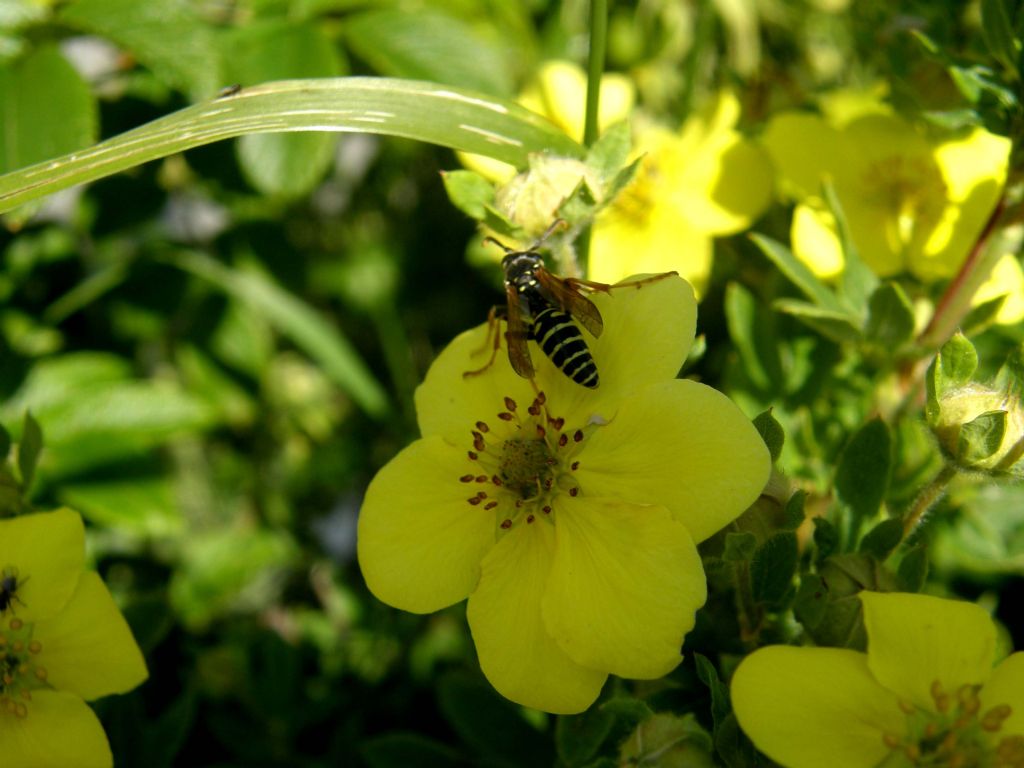 maschio di Polistes biglumis