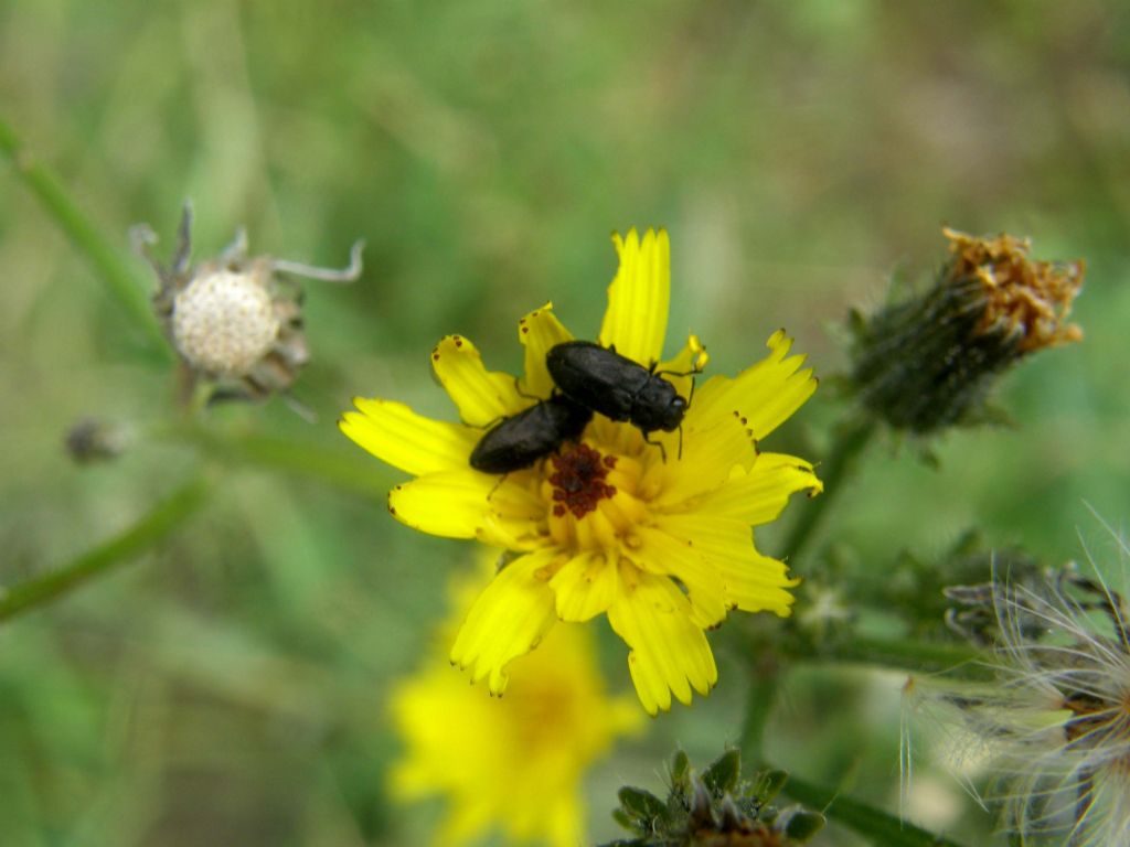 Anthaxia quadripunctata o Anthaxia godeti