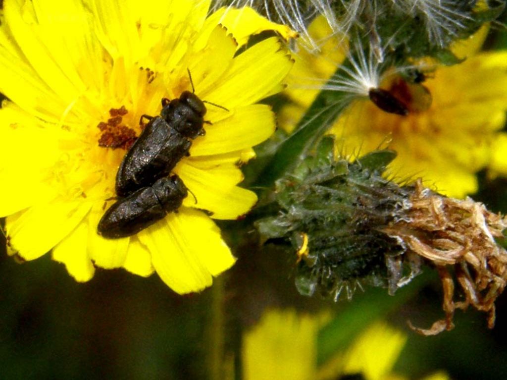 Anthaxia quadripunctata o Anthaxia godeti