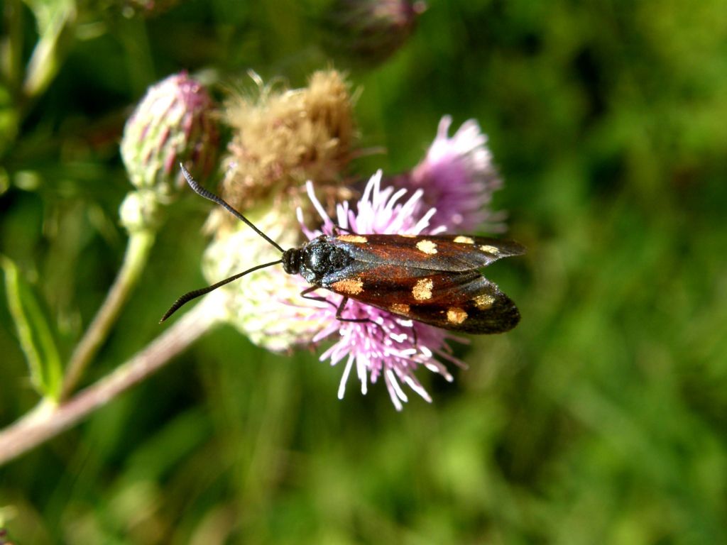 Zygaena da identificare