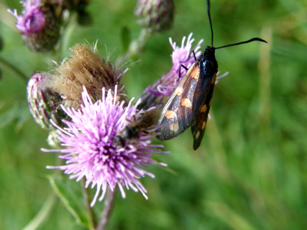 Zygaena da identificare