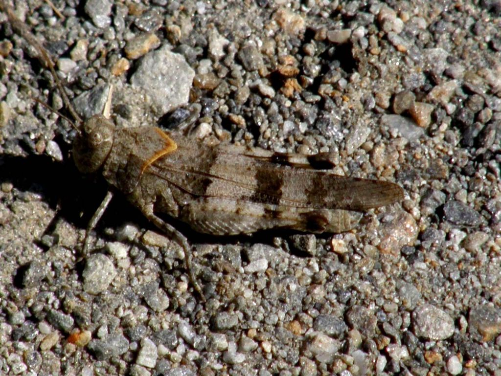 Oedipoda carulescens caerulescens