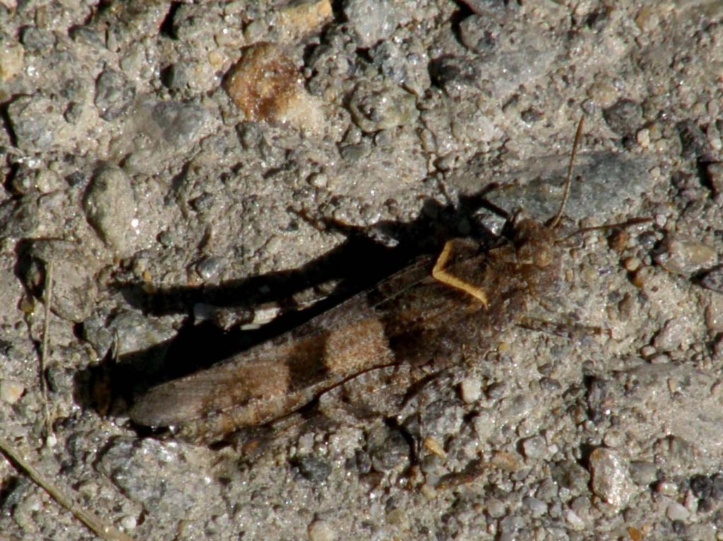 Oedipoda carulescens caerulescens