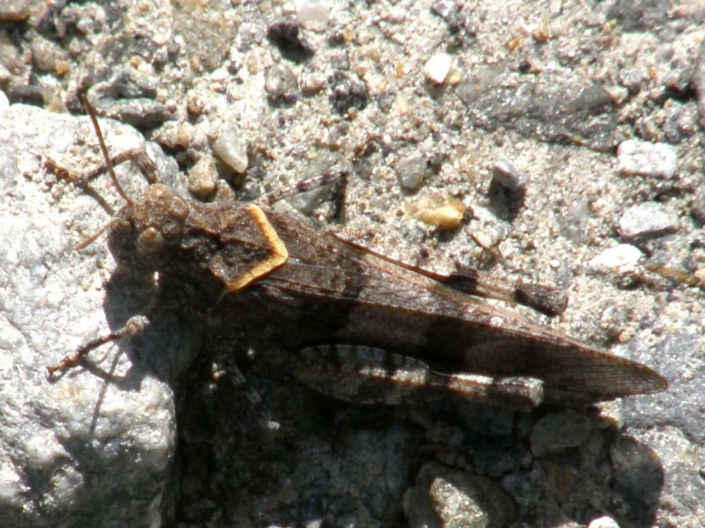 Oedipoda carulescens caerulescens