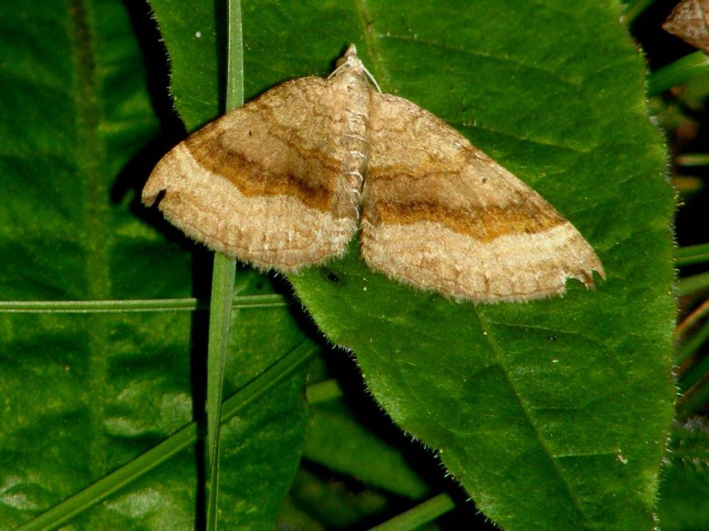 Scotopteryx chenopodiata (Geometridae)