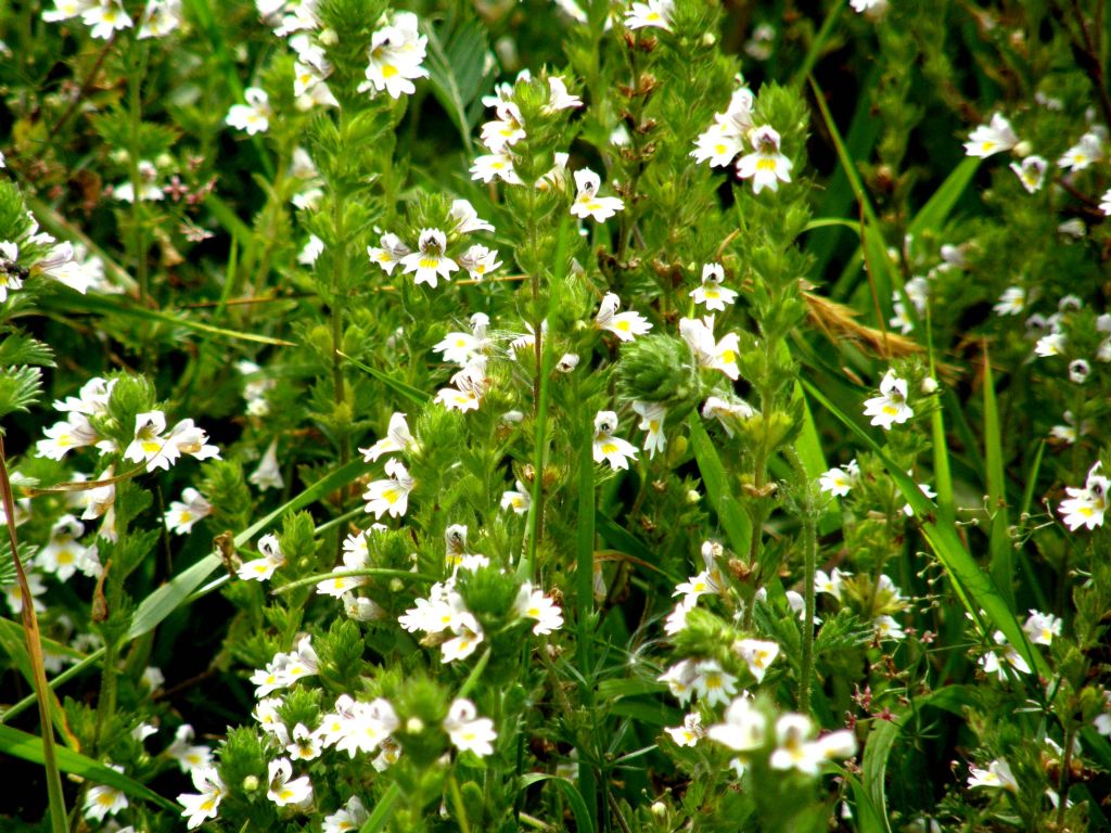Euphrasia cfr. stricta  (Lamiales - Orobanchaceae)