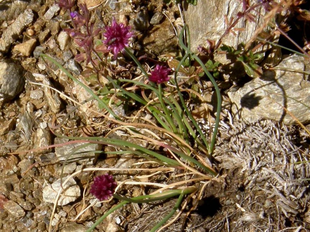 Allium cfr. schoenoprasum (Asparagales - Amarillidaceae)