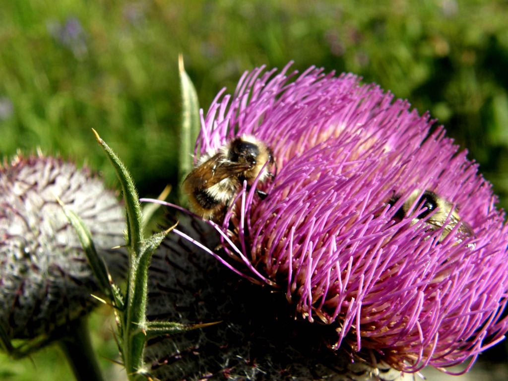 Bombus mesomelas su fiori di cirsium