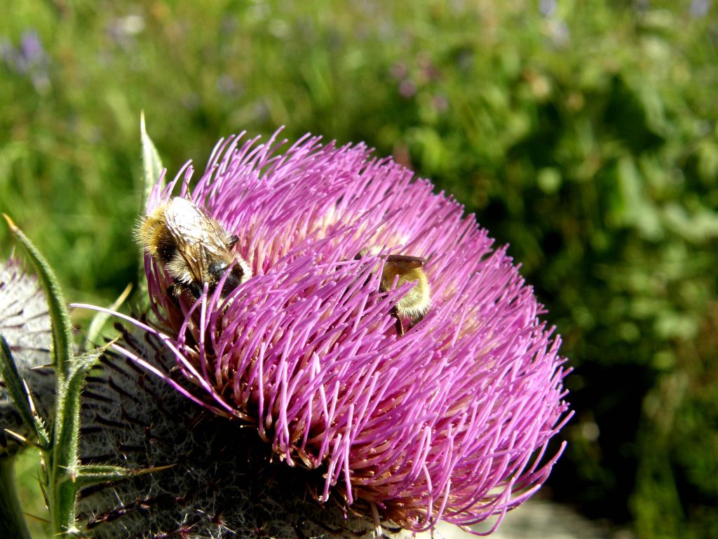 Bombus mesomelas su fiori di cirsium