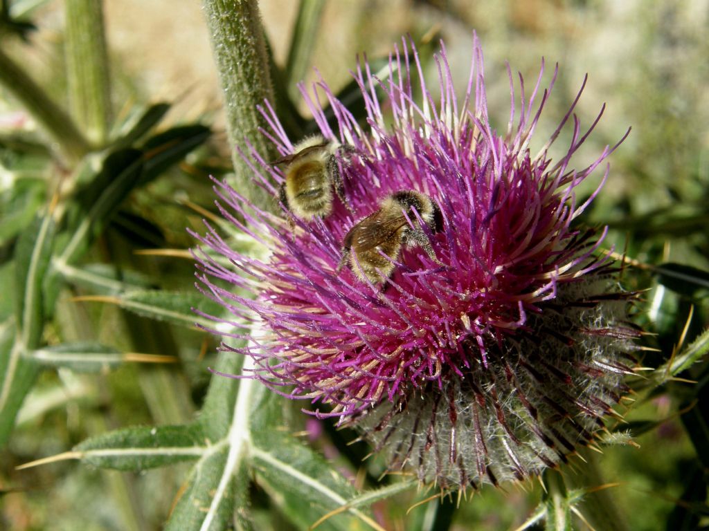 Bombus mesomelas su fiori di cirsium