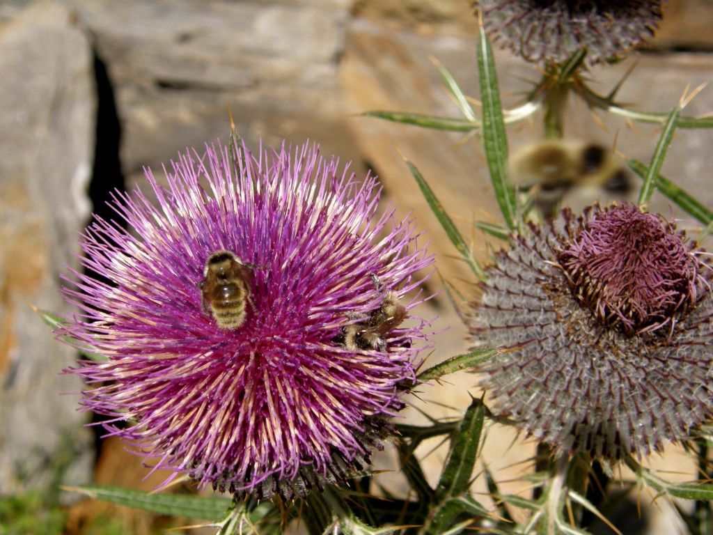 Bombus mesomelas su fiori di cirsium