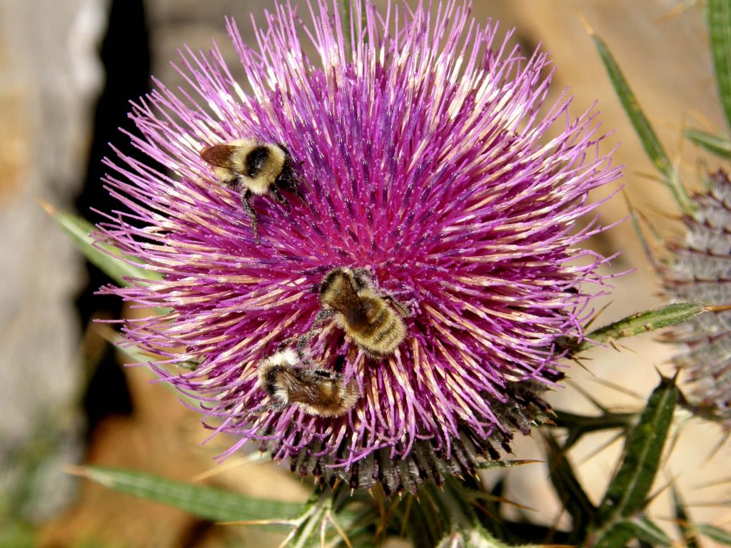 Bombus mesomelas su fiori di cirsium