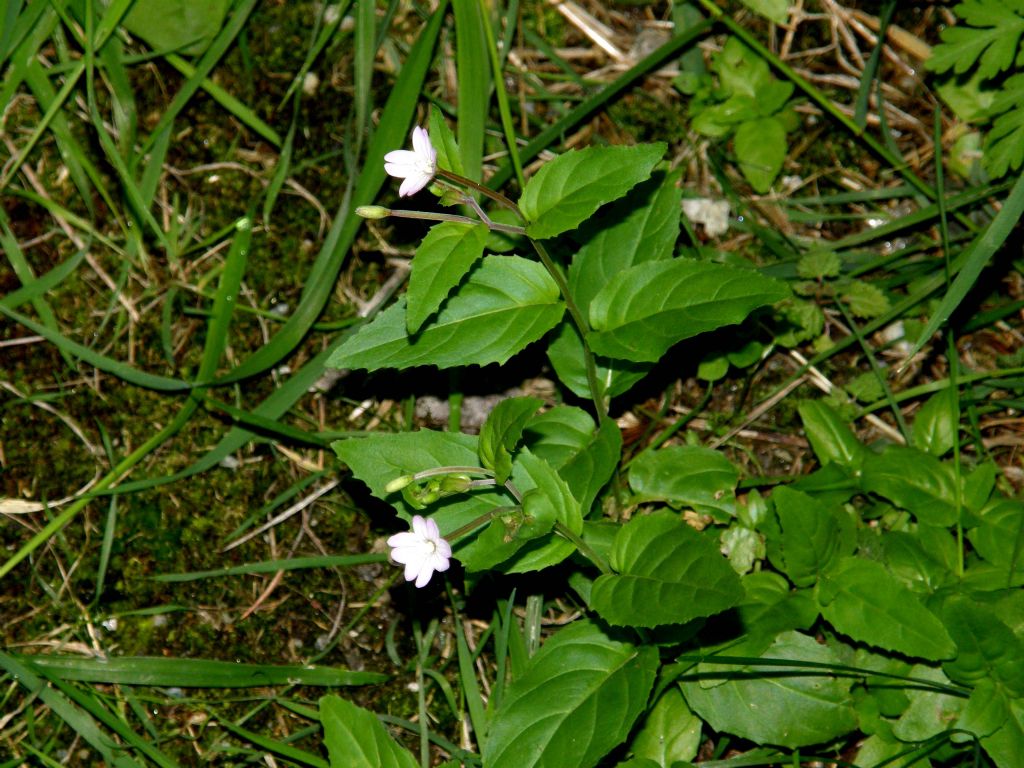 Epilobium montanum / Garofanino di montagna