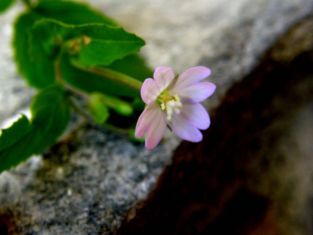 Epilobium montanum / Garofanino di montagna