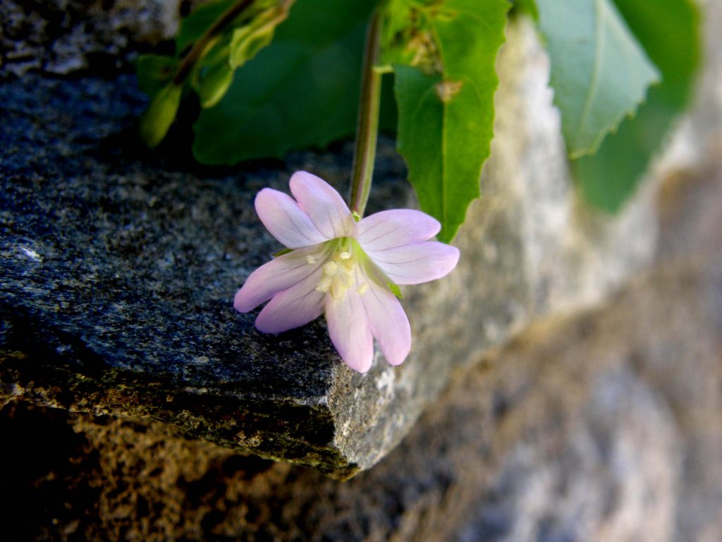 Epilobium montanum / Garofanino di montagna