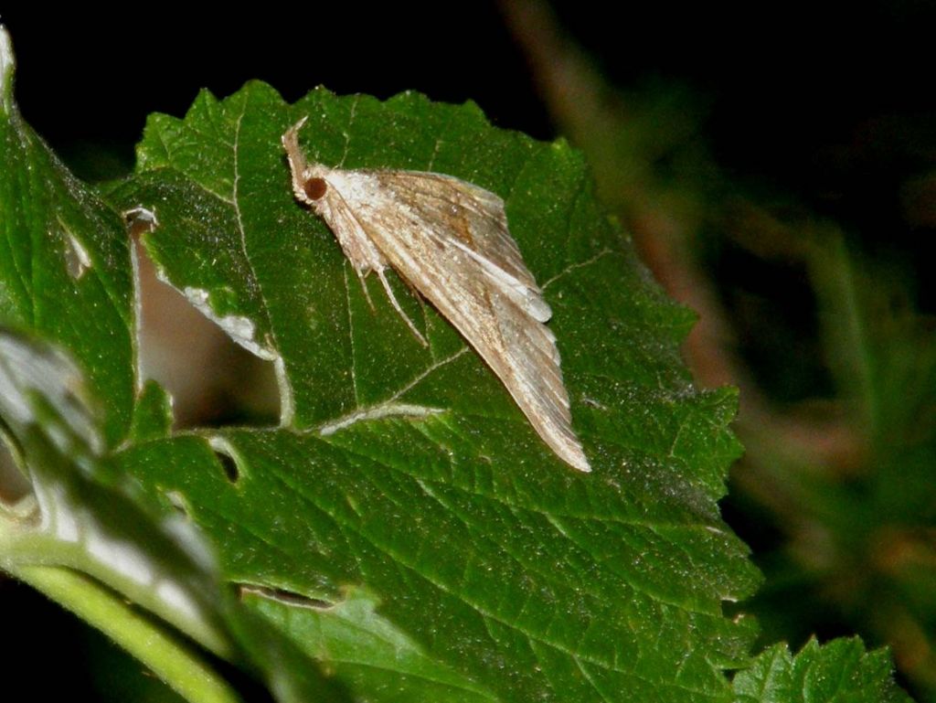 Falena posata su una foglia